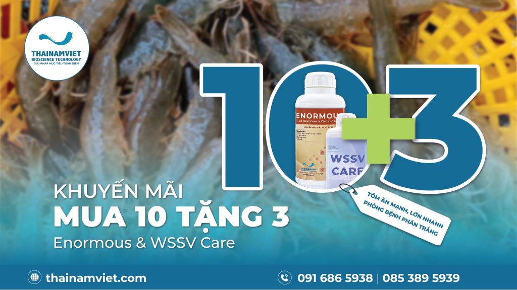 MUA 10 TẶNG 3 - ENORMOUS & WSSV CARE