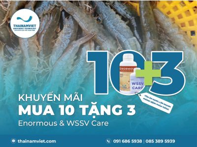 MUA 10 TẶNG 3 - ENORMOUS & WSSV CARE