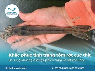 FB posts T3.26 Tom rot cuc thit Thumbnail Preview 400x300 09