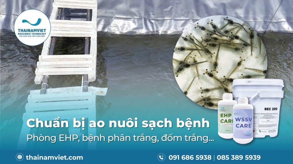 Chuẩn bị ao nuôi sạch bệnh - Phòng tránh EHP, phân trắng và đốm trắng