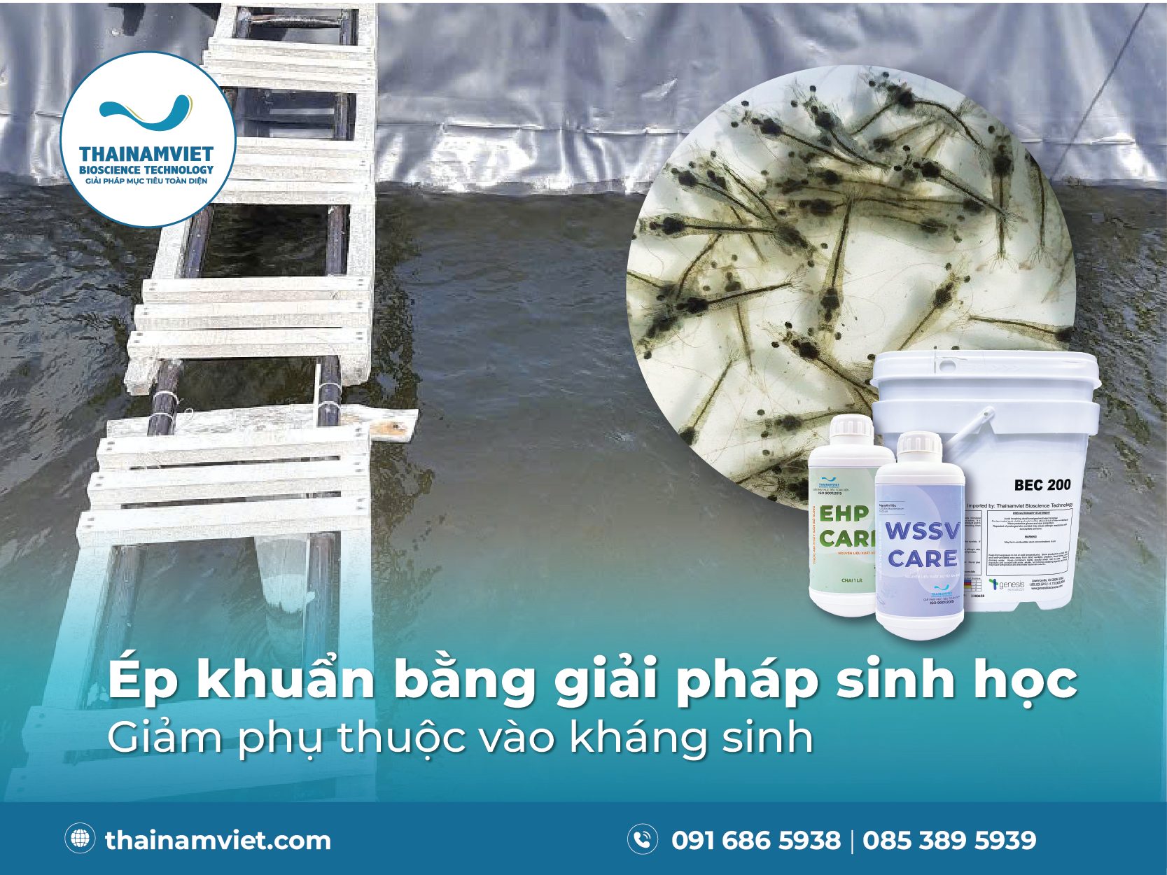 Chuẩn bị ao nuôi sạch bệnh - Phòng tránh EHP, phân trắng và đốm trắng