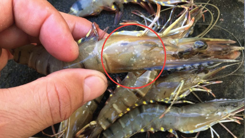 TOP 3 BỆNH THƯỜNG GẶP KHI NUÔI TÔM - GIẢI PHÁP PHÒNG NGỪA VÀ PHỤC HỒI NĂNG SUẤT 3 Post Top3 benh dom trang Post Banner Anh dau bai viet 33 1