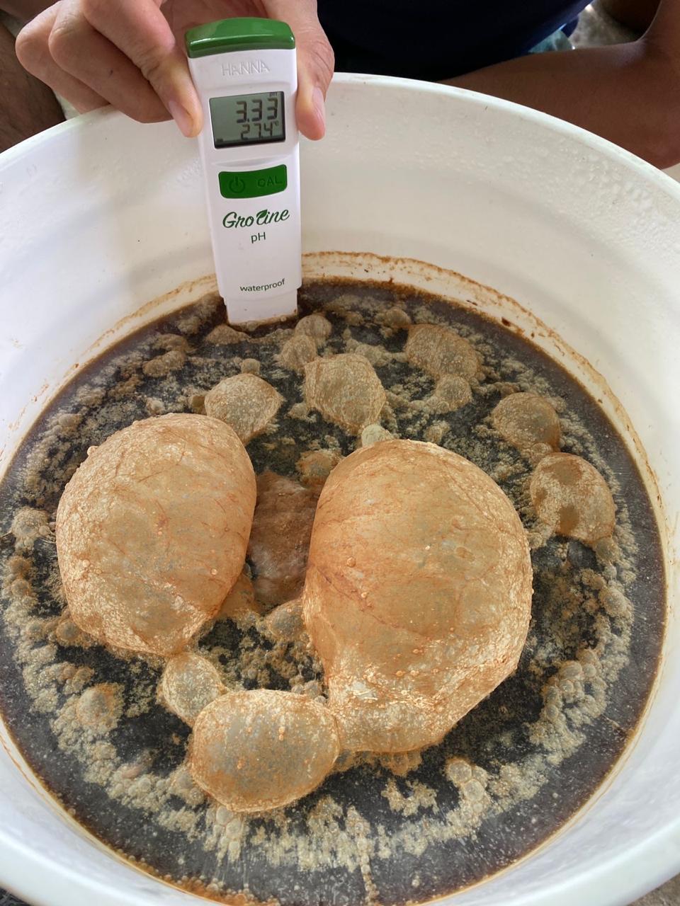 Ứng dụng EM Bố Mẹ trong nuôi tôm | SCD Probio & BioAH Aqua 9 BioAH Aqua-01