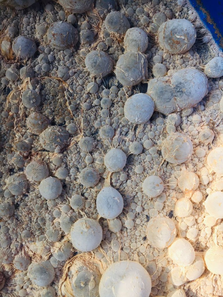 Ứng dụng EM Bố Mẹ trong nuôi tôm | SCD Probio & BioAH Aqua 7 WhatsApp Image 2026 03 04 at 14.57.22