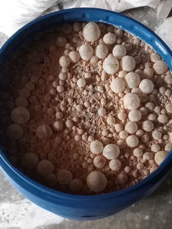 Ứng dụng EM Bố Mẹ trong nuôi tôm | SCD Probio & BioAH Aqua 8 WhatsApp Image 2026 03 04 at 14.57.23 1 edited