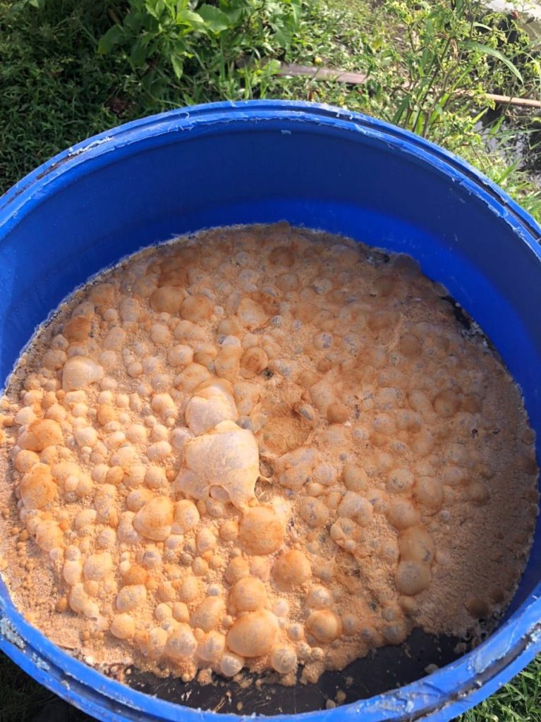 Ứng dụng EM Bố Mẹ trong nuôi tôm | SCD Probio & BioAH Aqua 6 scd kích hoạt-03