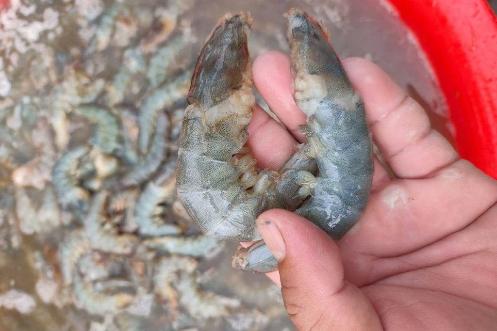 Hiện tượng tôm rớt cục thịt