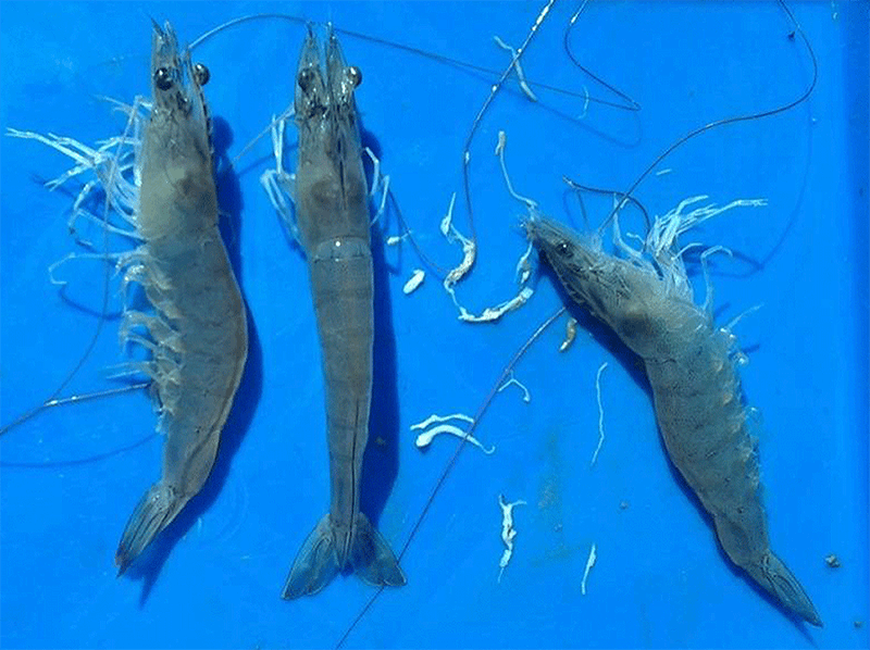 TOP 3 BỆNH THƯỜNG GẶP KHI NUÔI TÔM - GIẢI PHÁP PHÒNG NGỪA VÀ PHỤC HỒI NĂNG SUẤT 2 image 1