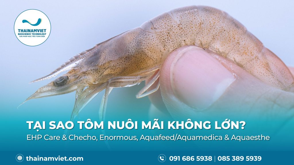 Tôm chậm lớn - post banner
