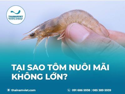 Tôm chậm lớn - post thumbnail