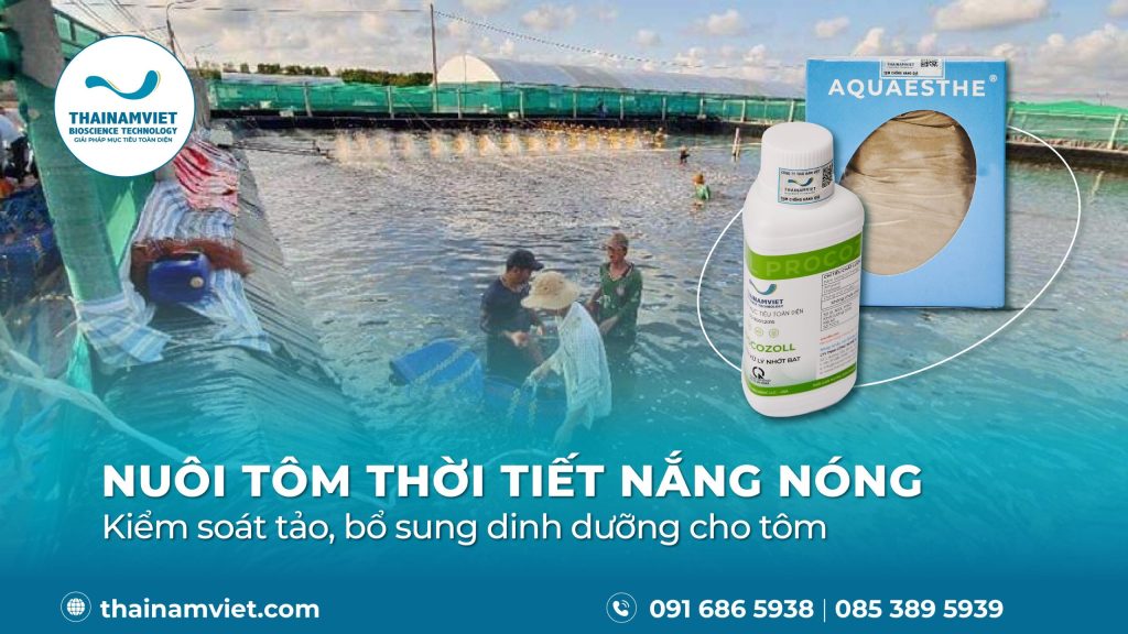 nuôi tôm mùa nắng nóng