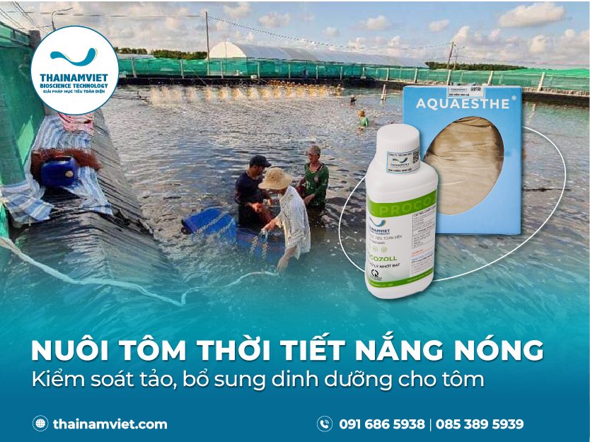 Nuôi tôm nắng nóng