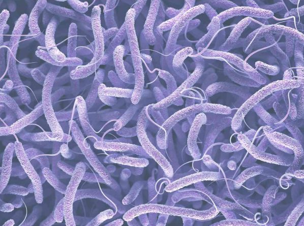 3 THỦ PHẠM GÂY BỆNH PHÂN TRẮNG TRÊN TÔM VÀ CÁCH XỬ LÝ ỨC CHẾ 3 Vi khuan Vibrio o tom the chan trang aqua mina