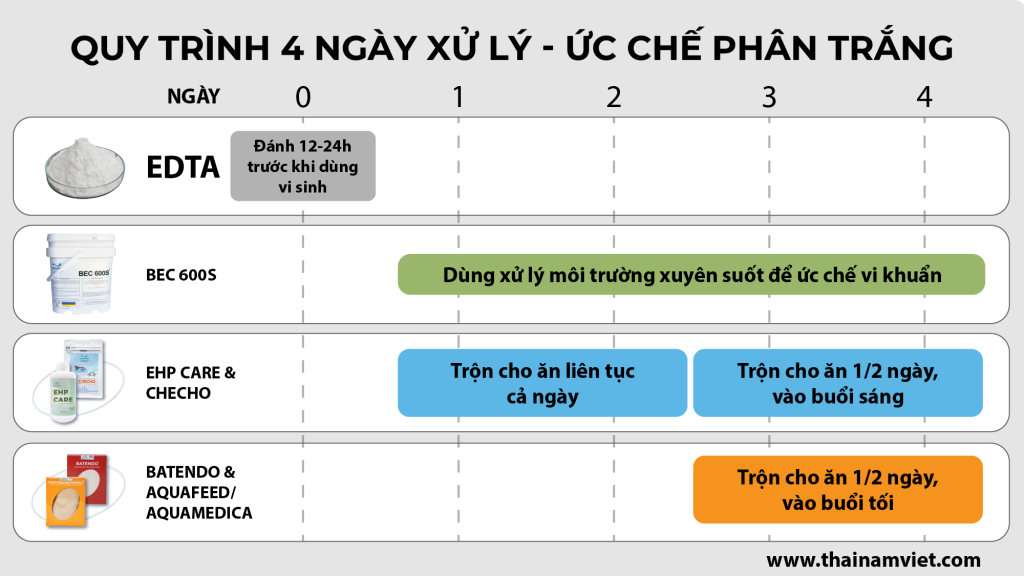 3 THỦ PHẠM GÂY BỆNH PHÂN TRẮNG TRÊN TÔM VÀ CÁCH XỬ LÝ ỨC CHẾ 28 WebSocial Post T6 26 Quy trinh 4 ngay phan trang 23 1