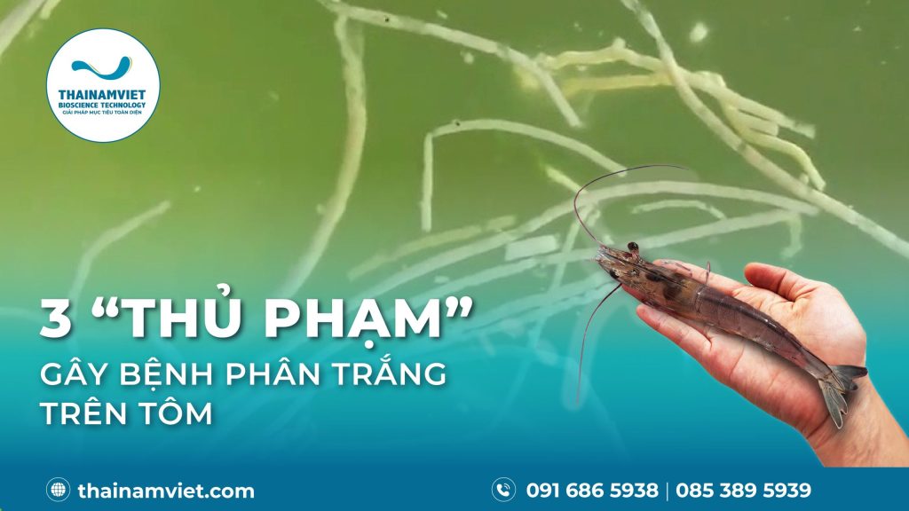 3 THỦ PHẠM GÂY BỆNH PHÂN TRẮNG TRÊN TÔM VÀ CÁCH XỬ LÝ ỨC CHẾ 1 WebSocial Post T6 26 Post Banner Anh dau bai viet 21