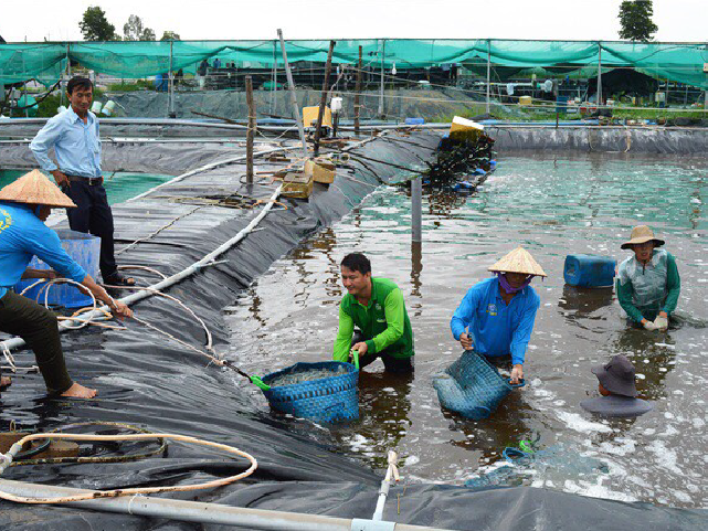 NUÔI TÔM AN TOÀN SINH HỌC - HƯỚNG ĐI CỦA NGÀNH THỦY SẢN VIỆT NAM 8 Nuôi tôm sinh học - thử thách 2