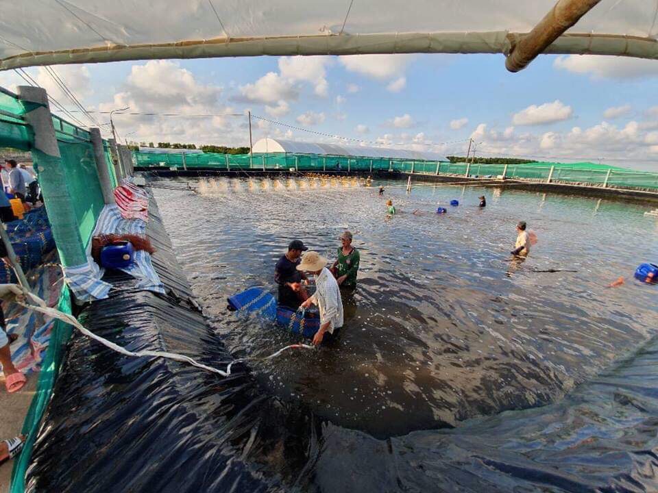 NUÔI TÔM AN TOÀN SINH HỌC - HƯỚNG ĐI CỦA NGÀNH THỦY SẢN VIỆT NAM 2 IMG 2830