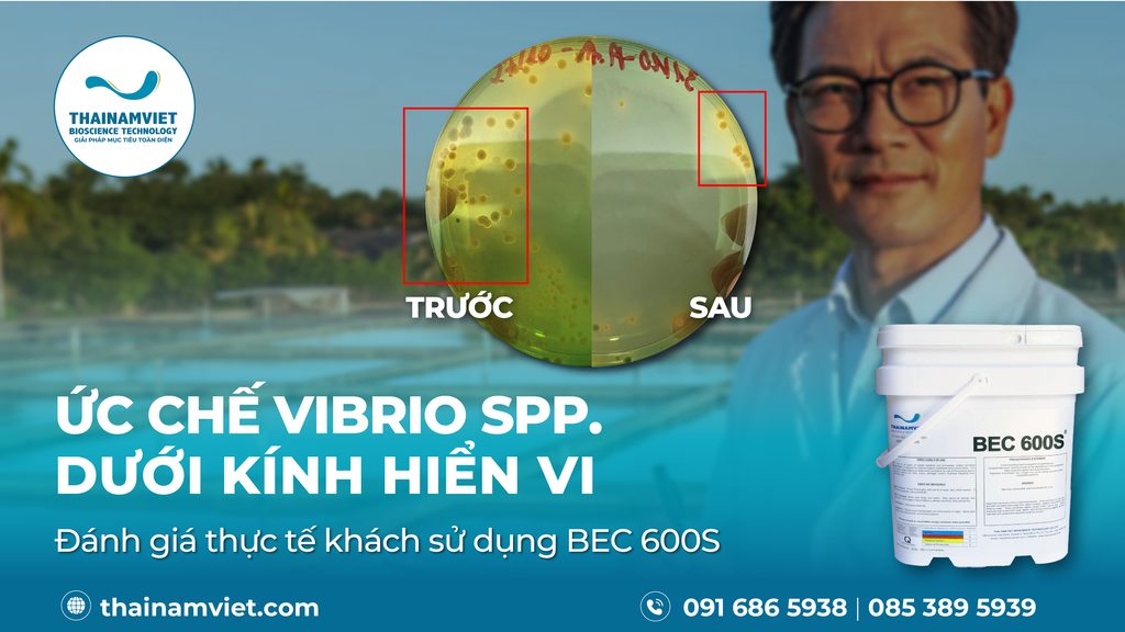 T8 Social Webpost BEC600SD Artboard 6 06
