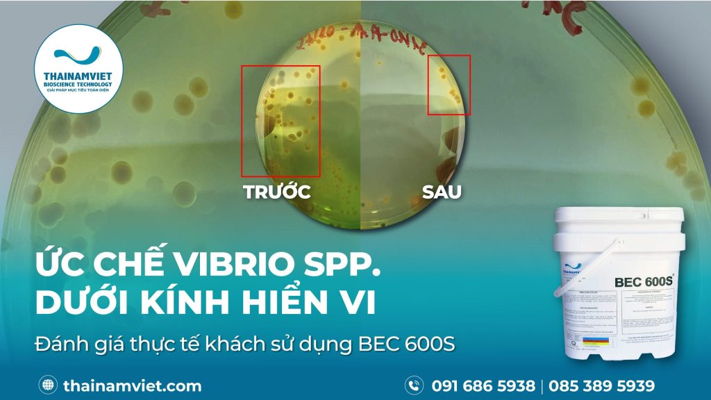 T8 Social Webpost BEC600S Artboard 6 06
