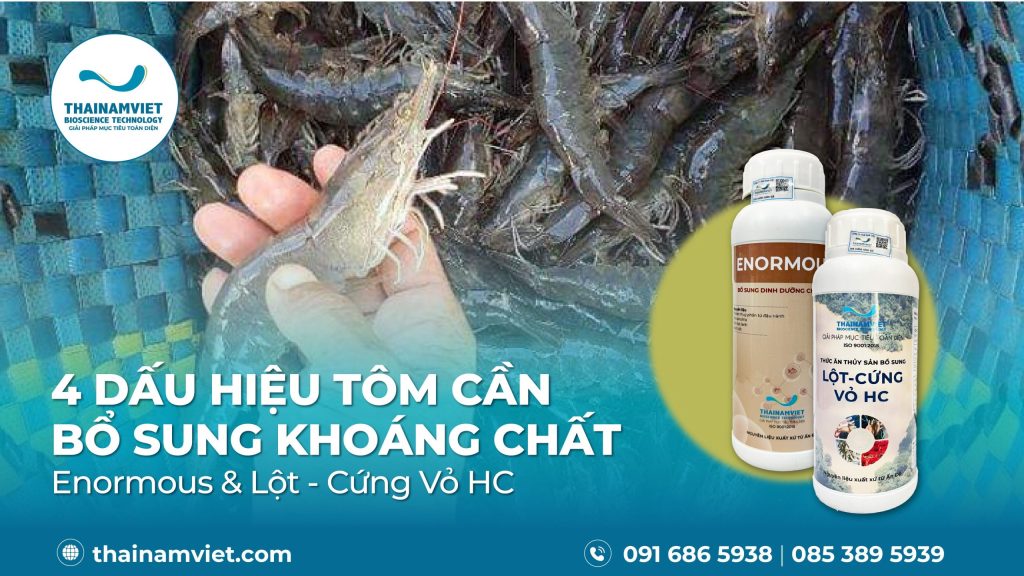 4 dấu hiệu cho thấy tôm cần bổ sung khoáng chất 1 T8 Social Webpost BO DINH DUONG ENORMOUS LOT CUNG VO HC Artboard 6 04