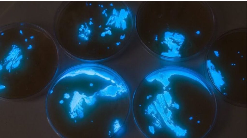 T8 Social Webpost Benh vibrio gay ra 28