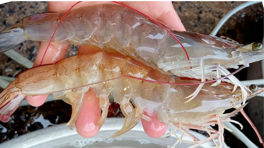 T8 Social Webpost Dau hieu Vibrio 25