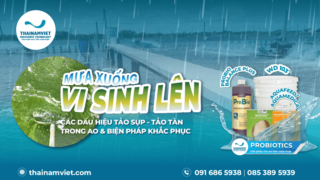 6 DẤU HIỆU TẢO SỤP - TẢO TÀN TRONG AO VÀ BIỆN PHÁP KHẮC PHỤC 1 Táo sụp - tảo tàn trong ao tôm - Banner